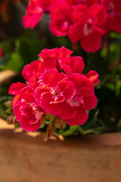 Rote Geranien Pelargonien Blühen Einem Garten — Stockfoto