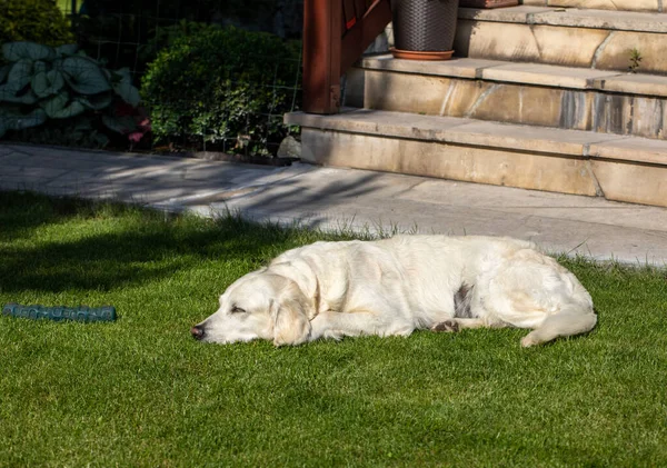 Bahçedeki Yeşil Çimlerin Üzerinde Güzel Bir Golden Retriever — Stok fotoğraf