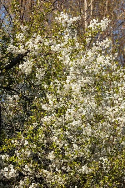 과수원에 아름답게 벚나무 — 스톡 사진