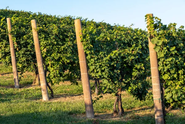 Malebné Kopce Vinicemi Oblasti Šumivého Vína Prosecco Valdobbiadene Itálie — Stock fotografie