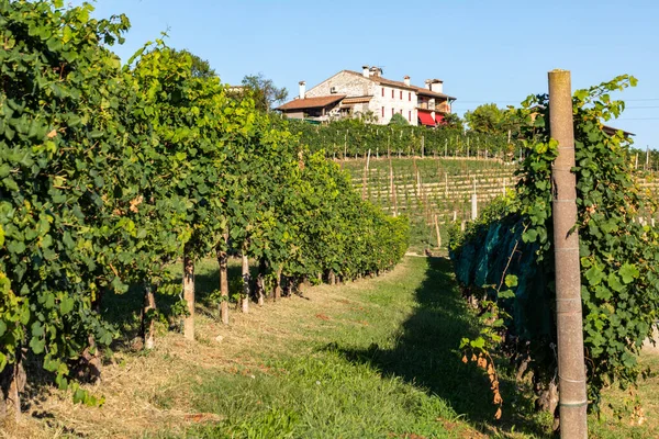 Colinas Pitorescas Com Vinhas Região Vinícola Espumante Prosecco Valdobbiadene Itália — Fotografia de Stock