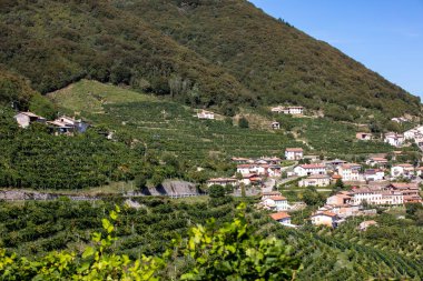 Valdobbiadene ve Conegliano arasında Prosecco şaraplı üzüm bağları bulunan Picturesque tepeleri; İtalya.