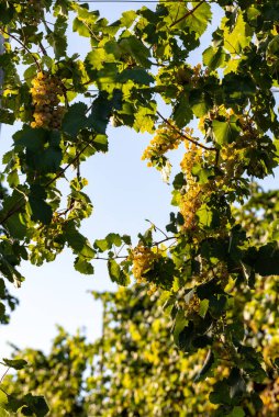Valdobbiadene tepelerinde hasat için üzüm bağındaki Prosecco beyaz üzümleri. Veneto. İtalya