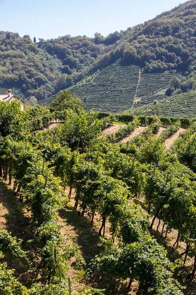 ValdobbiadeneとConegliano イタリアの間のプロセッコスパークリングワイン地域のブドウ畑と美しい丘 — ストック写真