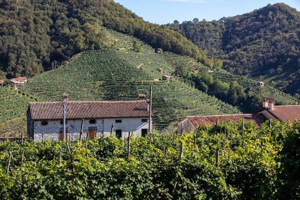 Pittoreske Heuvels Met Wijngaarden Van Prosecco Mousserende Wijnstreek Santo Stefano — Stockfoto