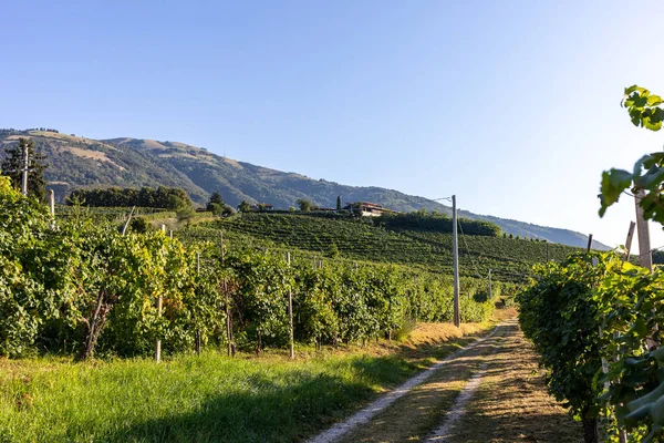 Pintorescas Colinas Con Viñedos Región Vinícola Espumosa Prosecco Valdobbiadene Italia — Foto de Stock