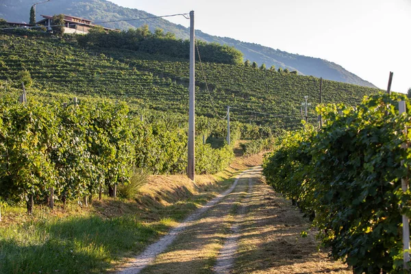 Пагорби Виноградниками Просекко Ігристі Виноробні Регіони Вальдоббіадені Італія — стокове фото