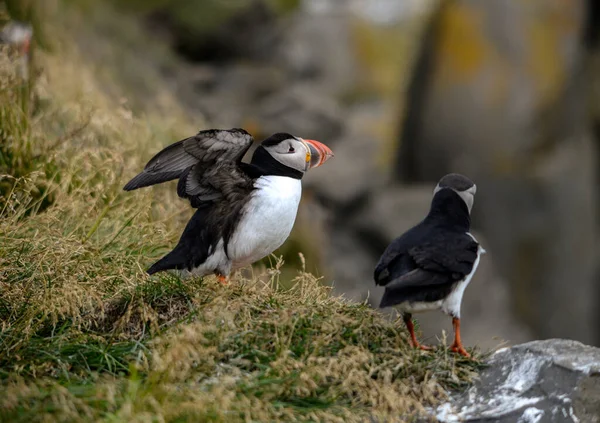 Atlantický Puffin Také Známý Jako Obyčejný Puffin — Stock fotografie