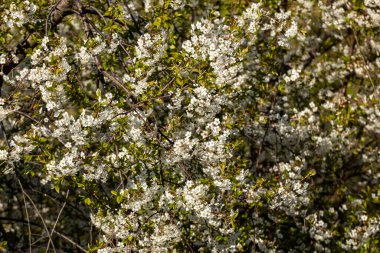 Meyve bahçesinde güzel çiçek açan kiraz ağaçları