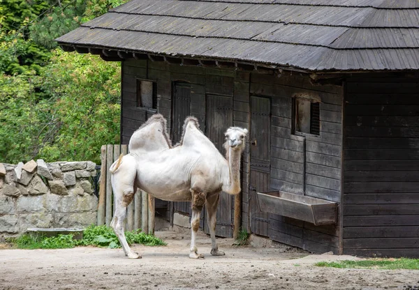 Der Baktrische Kamel Camelus Bactrianus Ist Ein Großer Ebenbürtiger Huftier — Stockfoto