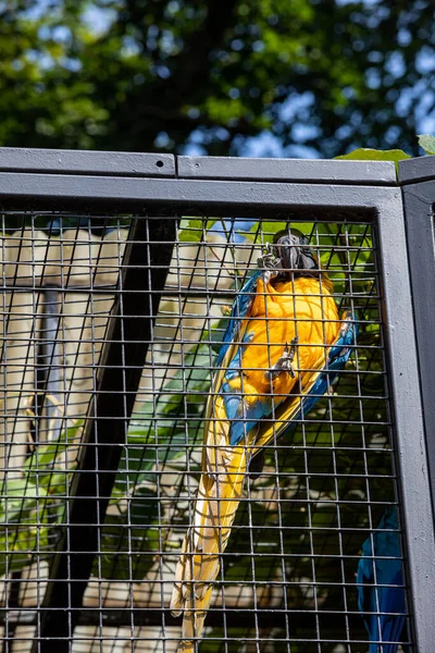 Mavi Sarı Macaw Metal Bir Kafeste — Stok fotoğraf