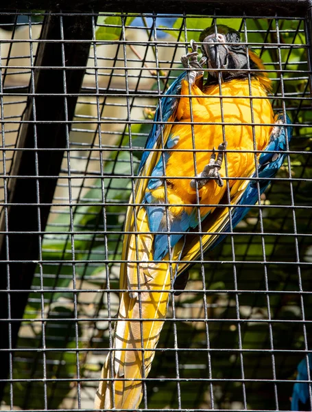 Blue Yellow Macaw Een Metalen Kooi — Stockfoto