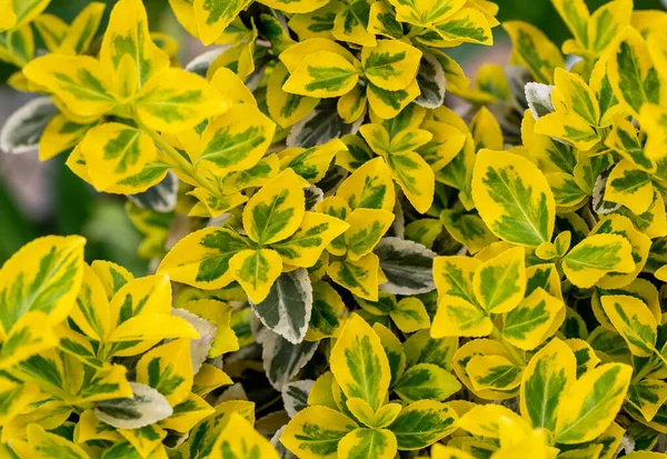Žluté Zelené Listy Smaragdu Euonymus Fortuni — Stock fotografie