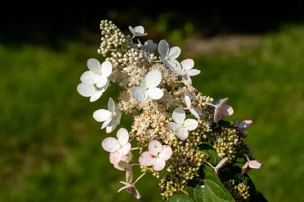 庭の美しい白い紫陽花のクローズアップ — ストック写真