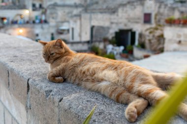 Sassi di Matera 'da taş duvarda yatan kızıl bir kedi. Matera şehrinin tarihi bir bölgesi. Basilicata. İtalya