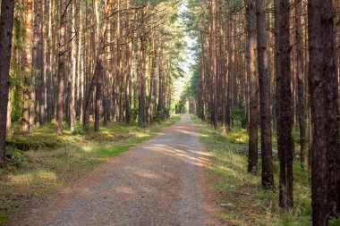 Jantar ve Stegna arasındaki Vistula Spit 'teki çamların arasında bir orman yolu. Polonya