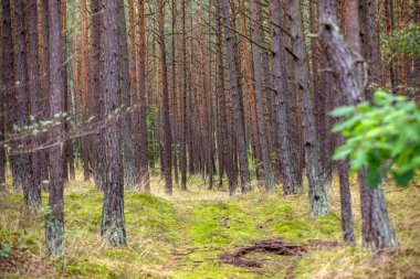 Jantar ve Stegna arasındaki Vistula Spit 'teki çamların arasında bir orman yolu. Polonya