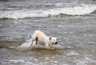 Golden Retriever sahilde suda oynuyor.