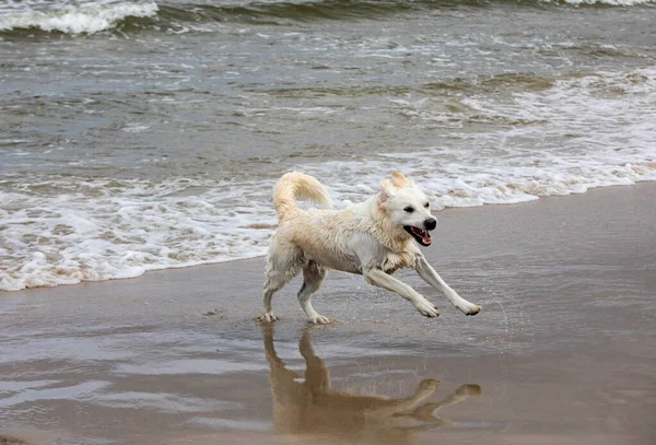 Golden Retriever Παίζει Στο Νερό Στην Παραλία — Φωτογραφία Αρχείου