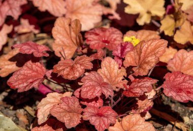 heuchera plants as very nice natural background clipart