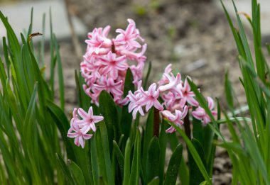 Baharın başında çiçek tarhında pembe sümbüller.
