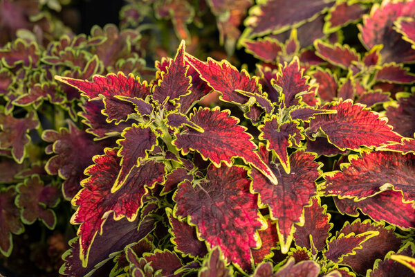 Floral carpet of red and green leaves of the coleus. Nature scene with decorative leaf garden plants. 