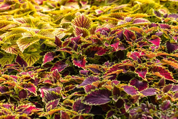 Bloemen Tapijt Van Rode Groene Bladeren Van Coleus Natuur Scene — Stockfoto