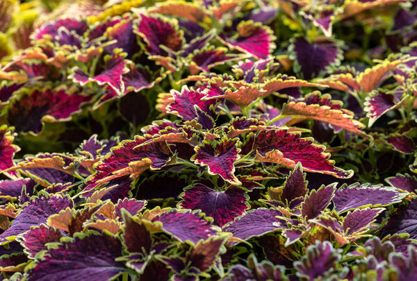 Floral carpet of red and green leaves of the coleus. Nature scene with decorative leaf garden plants. 