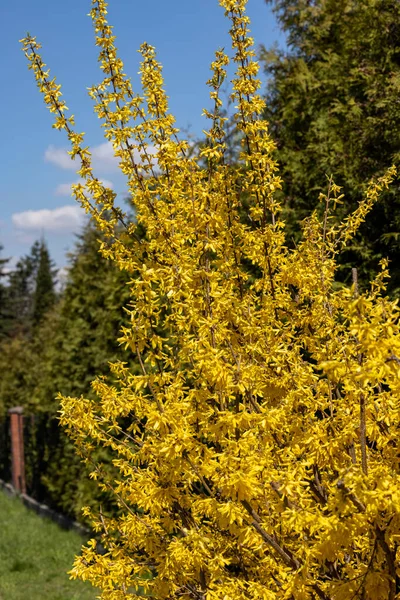 Forsycja Europaea Krzak Żółtymi Kwiatami Kwitnącymi Wczesną Wiosną — Zdjęcie stockowe
