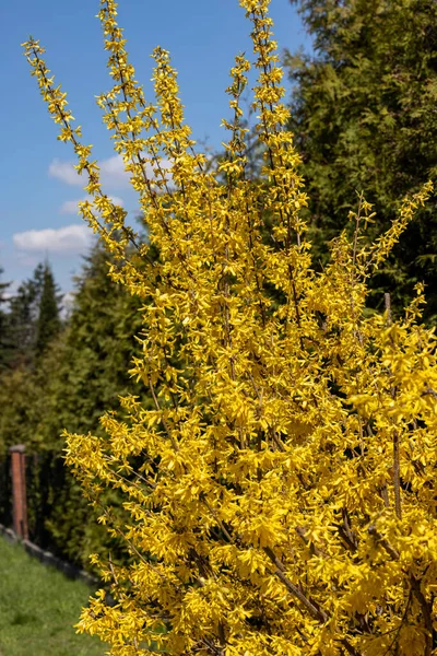 Forsythia Europaea Arbusto Con Flores Amarillas Que Florecen Principios Primavera — Foto de Stock