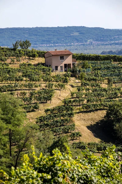 Malownicze Wzgórza Winnicami Regionu Wina Musującego Prosecco Między Valdobbiadene Conegliano — Zdjęcie stockowe