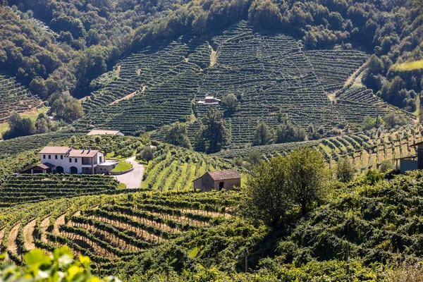 ValdobbiadeneとConegliano イタリアの間のプロセッコスパークリングワイン地域のブドウ畑と美しい丘 — ストック写真