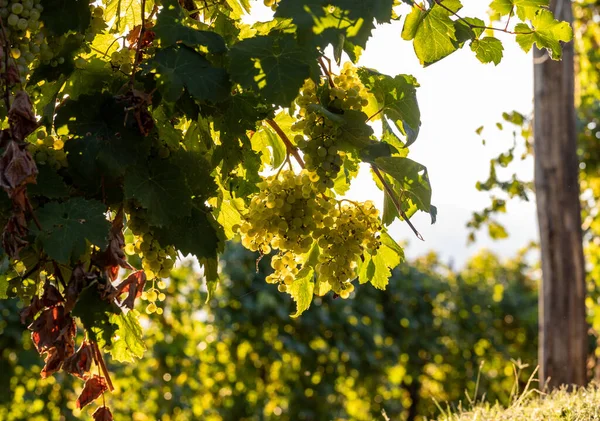 Prosecco White Grapes Vineyard Befor Harvesting Valdobbiadene Hills Veneto Italy — Stock Photo, Image