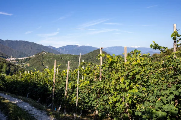 Malebné Kopce Vinicemi Oblasti Šumivého Vína Prosecco Guiettě Guii Itálie — Stock fotografie