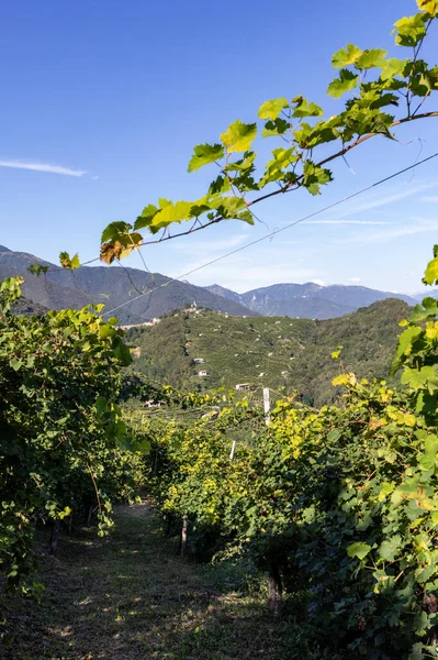 Pintorescas Colinas Con Viñedos Región Vinícola Espumosa Prosecco Guietta Guia — Foto de Stock