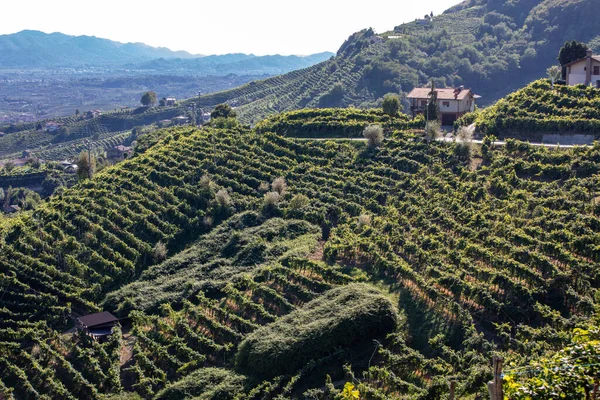 Colline Pittoresche Con Vigneti Della Regione Spumante Del Prosecco Guietta — Foto Stock