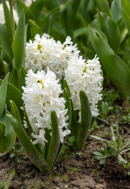 Baharın başında çiçek tarhında beyaz sümbüller