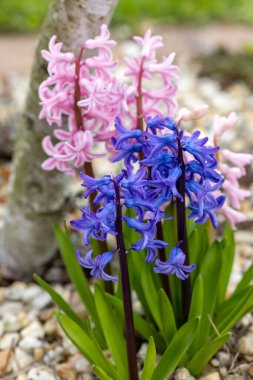 Baharın başında çiçek tarhında pembe ve mavi sümbüller.