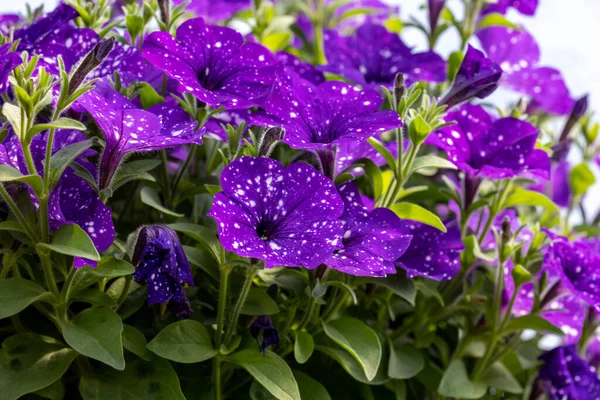 Blüten Einer Surfinie Von Ursprünglicher Farbe Mit Weiß Violetten Blütenblättern — Stockfoto