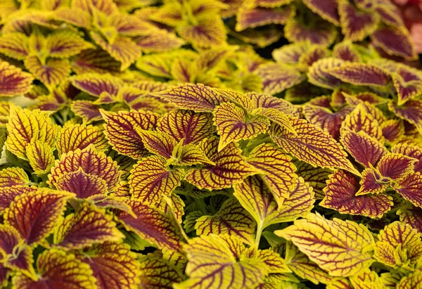 Floraler Teppich Aus Roten Und Grünen Blättern Des Coleus Naturszene — Stockfoto