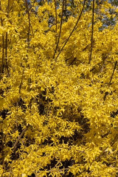 Forsythia Europaea Bush Yellow Flowers Blooming Early Spring — Stock Photo, Image