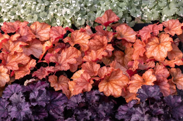 Heuchera Planten Als Zeer Mooie Natuurlijke Achtergrond — Stockfoto