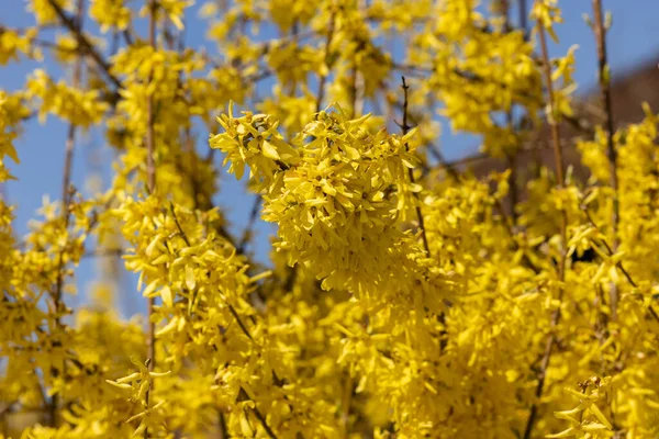 Forsythia Europaea Bush Yellow Flowers Blooming Early Spring — Stock Photo, Image