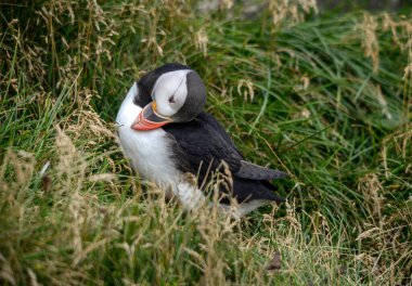 Atlantik martısı, bilinen adıyla martı. 