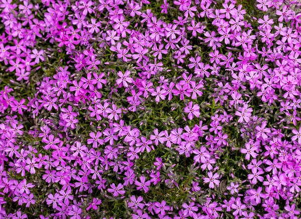 Lilac Aubrieta Deltoidea Flowers Summer Garden — Stock Photo, Image