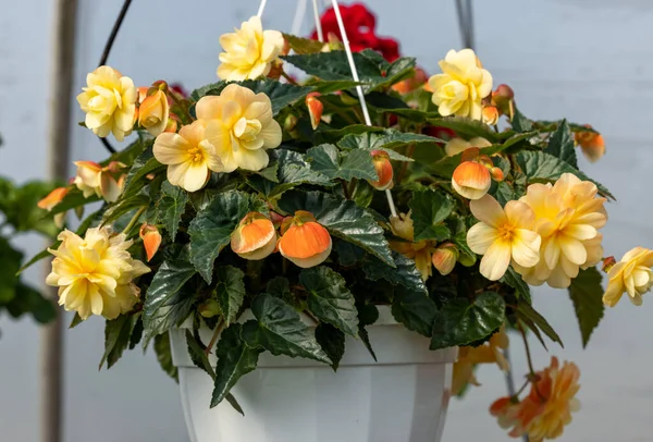 Big Yellow Flowers Begonia Flowerpot Summer Decorative Garden Seasonal Flowers — Stock Photo, Image