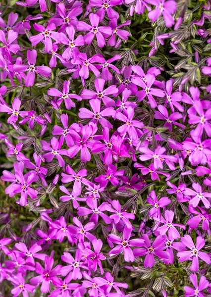 Lilac Aubrieta Deltoidea Flowers Summer Garden — Stock Photo, Image
