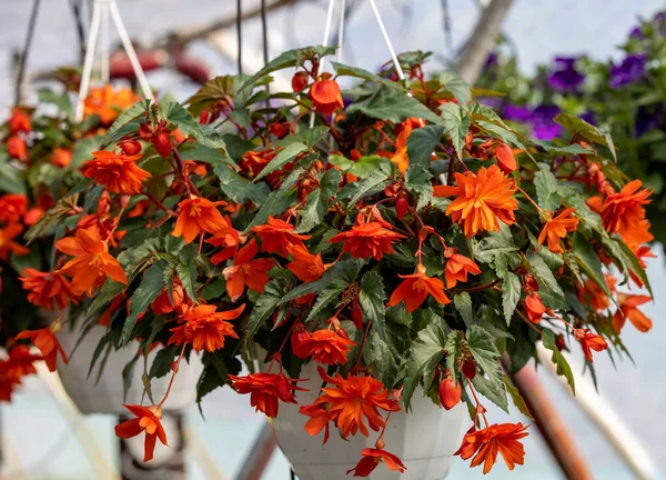 Nahaufnahme Der Begonia Illumination Orangefarbene Blüten — Stockfoto