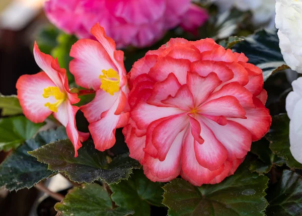 Velké Červené Květy Begonie Květináči Letní Dekorativní Zahradě Sezónní Květiny — Stock fotografie