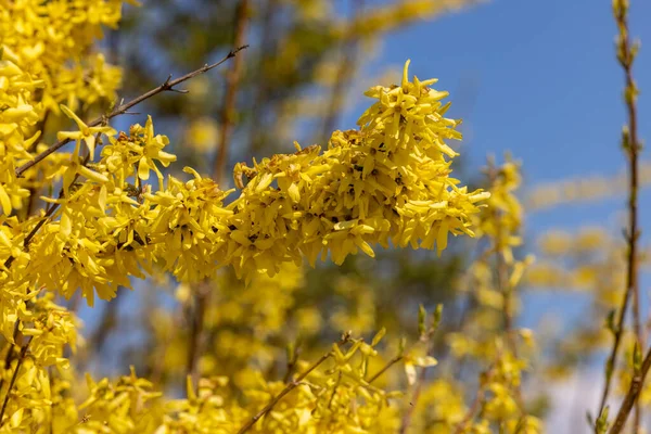 Forsythia Europaea Arbusto Con Flores Amarillas Que Florecen Principios Primavera — Foto de Stock